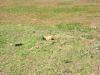 PICTURES/Badlands National Park/t_Prairie Dog15.JPG